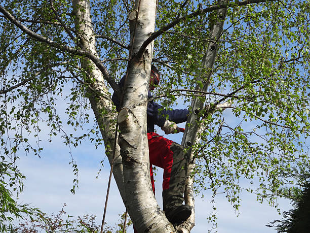 Best Tree and Shrub Care  in USA